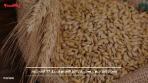 بشرى للمزارعين.. سعر طن الأرز الشعير يسجل 17 ألف جنيه